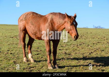 Braunes Vollblutpferd (Equus ferus caballus) auf einer Weide im Grünen in Westerwald, Rheinland-Pfalz, Deutschland, Europa Stockfoto