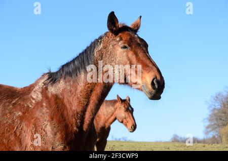 Braunes Vollblutpferd (Equus ferus caballus) auf einer Weide im Grünen in Westerwald, Rheinland-Pfalz, Deutschland, Europa Stockfoto