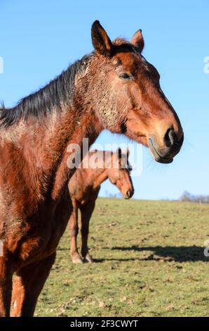 Braunes Vollblutpferd (Equus ferus caballus) auf einer Weide im Grünen in Westerwald, Rheinland-Pfalz, Deutschland, Europa Stockfoto