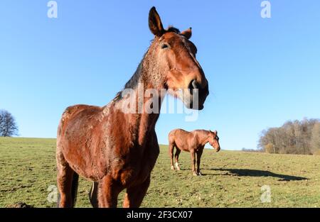 Braunes Vollblutpferd (Equus ferus caballus) auf einer Weide im Grünen in Westerwald, Rheinland-Pfalz, Deutschland, Europa Stockfoto