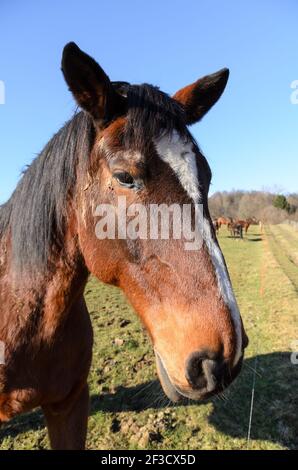 Braunes Vollblutpferd (Equus ferus caballus) auf einer Weide im Grünen in Westerwald, Rheinland-Pfalz, Deutschland, Europa Stockfoto