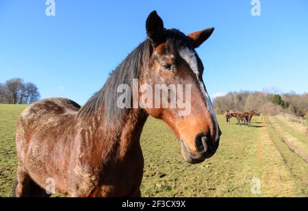 Braunes Vollblutpferd (Equus ferus caballus) auf einer Weide im Grünen in Westerwald, Rheinland-Pfalz, Deutschland, Europa Stockfoto