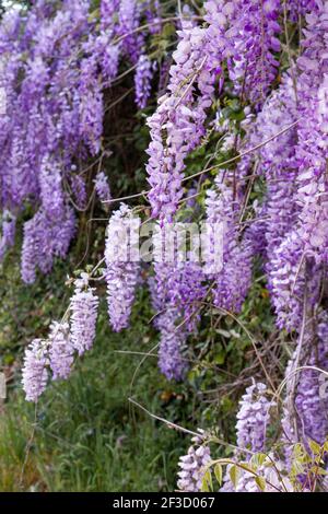 Wisteria sinensis lila Blüten blüht im Frühling Stockfoto