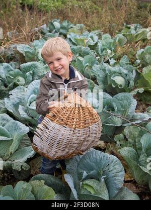 Niedlichen lächelnden kleinen Jungen steht unter dem Kohl in den Betten mit einem Weidenkorb in den Händen. Toddler Junge Bauernhof Helfer. Öko-Bildung. Gesundes Organ Stockfoto