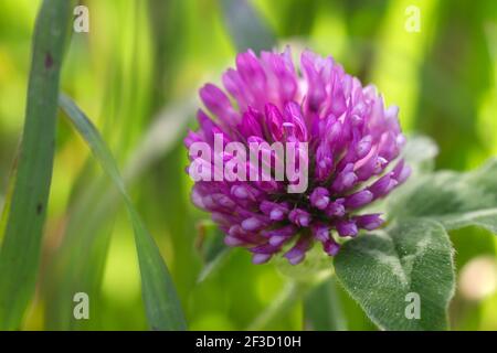 Wilde rote Kleeblatt Blume blüht Stockfoto