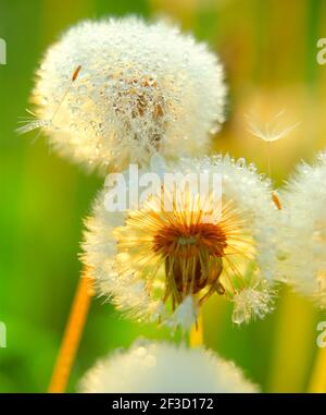 Dandelion, Samen, Stockfoto