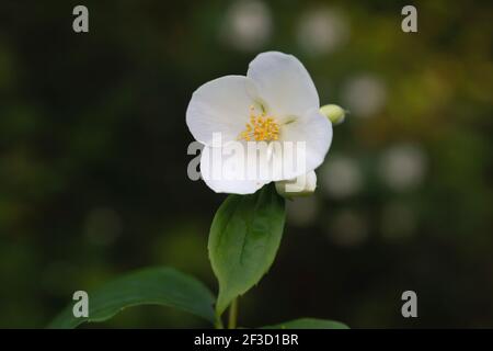 Philadelphus coronarius, allgemein bekannt als süße Mock Orange oder englisch Dogwood, weiße Frühlingsblume Stockfoto