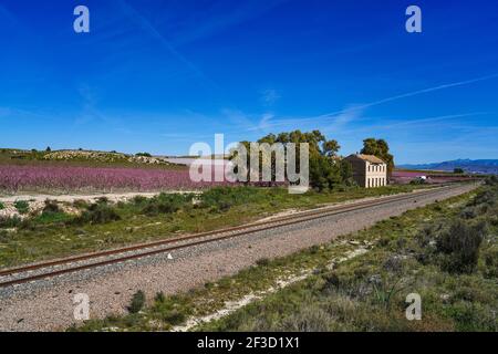 Alter Bahnhof La Macetua in Cieza zur Blütezeit, Region Murcia in Spanien Stockfoto