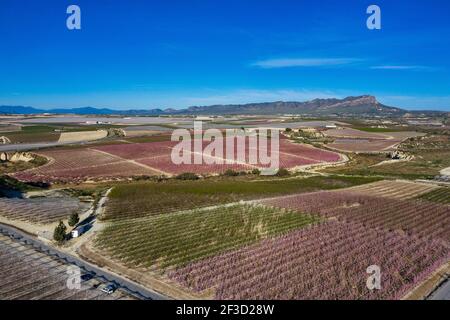 Pfirsichblüte in Ascoy bei Cieza. Fotos von der Blüte von Pfirsichbäumen in Cieza in der Region Murcia. Pfirsich-, Pflaumen- und Nektarinenbäume. Spanien Stockfoto