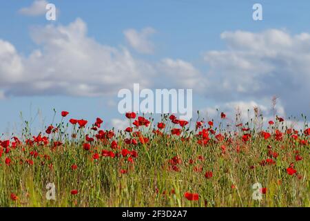 Rote Mohnblumen blühen in den Frühlingsfeldern Stockfoto