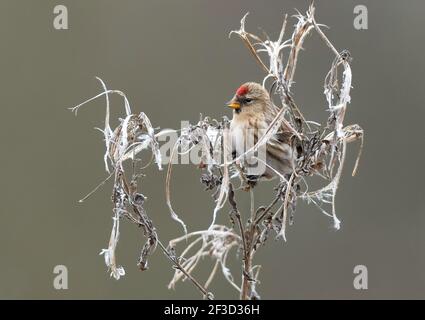 Rotkehlige Akanthisflammea, die sich von Samen aus Weidenkraut-Epilobium hirsutum ernährt. Stockfoto