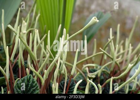 Peperomia caperata, smaragdgrüne Ripple peperomia Blüten Stockfoto