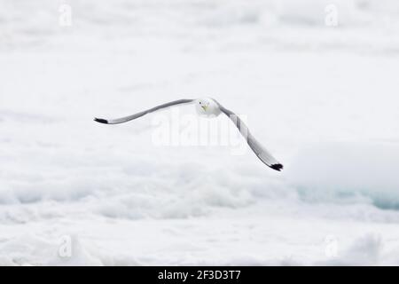 Kittiwake - Abheben von Meereis AngelholeLarus tridactyla Spitzbergen (Spitzbergen) Norwegen BI016923 Stockfoto