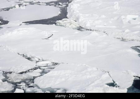 Kittiwake - im Flug über MeereisLarus tridactyla Svalbard (Spitzbergen) Norwegen BI016963 Stockfoto