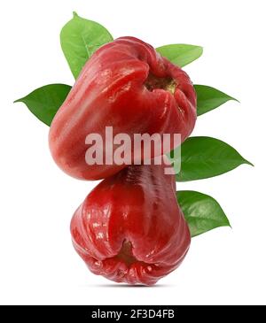 Rosenapfel, isoliert auf weißem Hintergrund Stockfoto