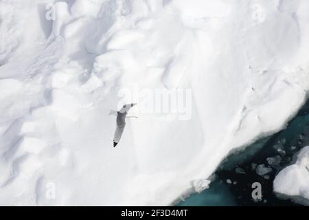 Kittiwake - im Flug über MeereisLarus tridactyla Svalbard (Spitzbergen) Norwegen BI016970 Stockfoto