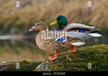 Stockenten Anas platyrhynchos liegen bewegungslos auf einem Baumstamm. In derselben Position sitzen. Nahaufnahme im Hochformat. Teich Trencin, Slowakei Stockfoto