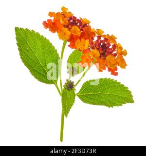 Bunte Lantana Camara Blume ist auf weißem Hintergrund isoliert, Nahaufnahme Stockfoto