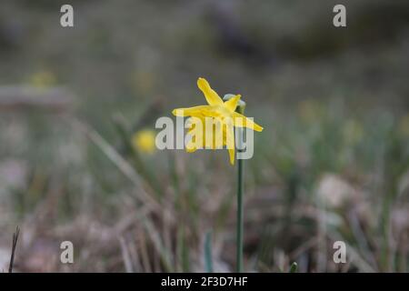 Wilde Narzisse hispanicus gelbe Trompete-ähnliche Blume blüht im Wald Stockfoto