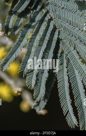 Akazie dealbata sylvery blau-grünes Blatt aus nächster Nähe Stockfoto