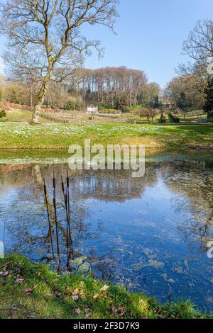 Schneeglöckchen im Frühling auf den Cotswolds am See in Painswick Rococo Garden, Painswick, Gloucestershire UK Stockfoto