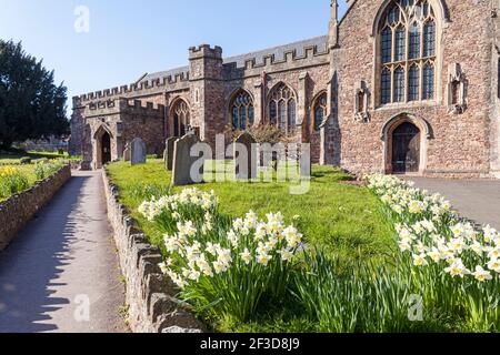 Frühlingshafte Narzissen an der St. Georges Kirche in der Exmoor Stadt Dunster, Somerset UK Stockfoto