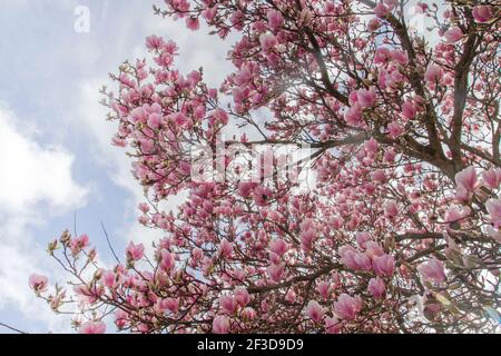 Magnolia Baum rosa Blüten blüht im frühen Frühjahr Stockfoto