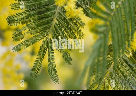 Blühendes Silber wässern grüne Blätter und gelbe Blüten aus nächster Nähe Stockfoto