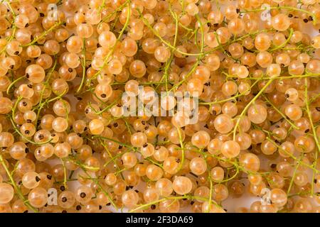 Hintergrund der gelben Johannisbeeren. Frische Beeren in der Nähe. Draufsicht. Hintergrund von frischen Beeren. Verschiedene frische Sommerbeeren. Gelbe Speisen. Stockfoto