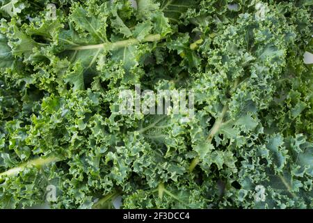 Draufsicht. Kale-Blätter. Hintergrund von Grünkieferblättern. Frischer Grünkohl hinterlässt den Hintergrund. Nahaufnahme mit Textur-Grünkohl. Stockfoto