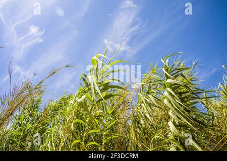 Wiegen von Schilfgrasen in der Brise, Blick aus einem niedrigen Winkel in Richtung des blauen Himmels Stockfoto