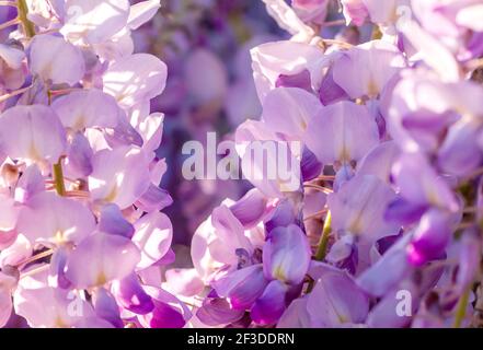 Wisteria lila Blumen blühen im Frühling Stockfoto