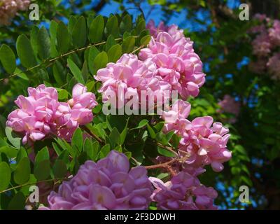 Rosa blühende Rose Akazienbaum aus nächster Nähe. Stockfoto