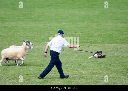 Scottish National Dog Trials, Stranraer, Schottland Stockfoto