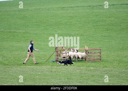 Scottish National Dog Trials, Stranraer, Schottland Stockfoto