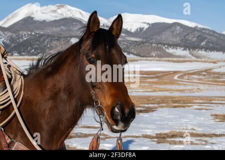 USA, Colorado, Custer County, Westcliffe, Music Meadows Ranch. Bay Ranch Pferd. Stockfoto