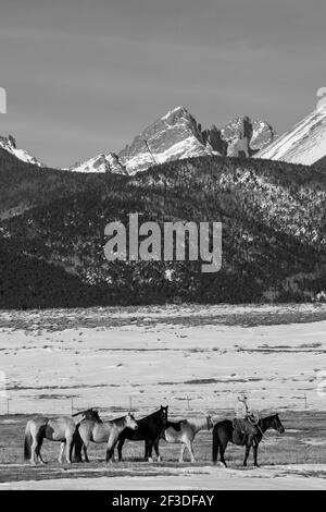 USA, Colorado, Custer County, Westcliffe, Music Meadows Ranch. Weibliche Ranch Hand mit Herde von Pferden. Modell Freigegeben. Stockfoto