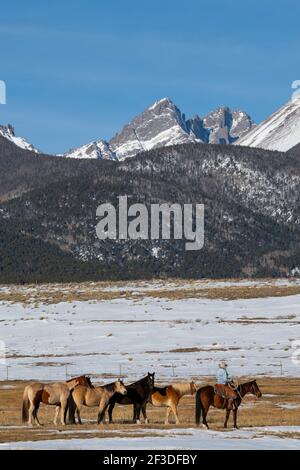 USA, Colorado, Custer County, Westcliffe, Music Meadows Ranch. Weibliche Ranch Hand mit Herde von Pferden. Modell Freigegeben. Stockfoto