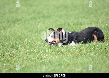 Scottish National Dog Trials, Stranraer, Schottland Stockfoto