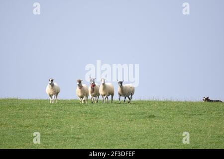 Scottish National Dog Trials, Stranraer, Schottland Stockfoto