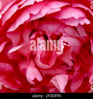 Schöne rosa Peony Nahaufnahme geben leere Leinwand Kopieplatz, um nur persönliche oder geschäftliche Text hinzufügen. Stockfoto