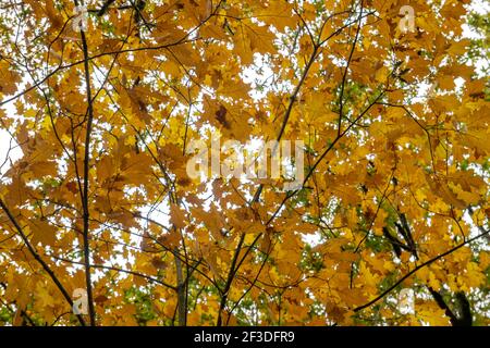 Quercus rubra rote Eiche Laubbaum Herbstlaub Stockfoto