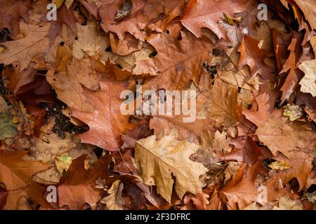 Quercus rubra Laubbaum herbstlich gefallene Blätter Stockfoto