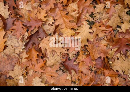 Quercus rubra Laubbaum herbstlich gefallene Blätter Stockfoto