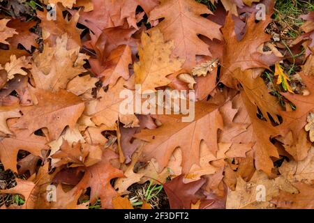 Quercus rubra rote Eiche Laubbaum fallen Blätter im Herbst Stockfoto