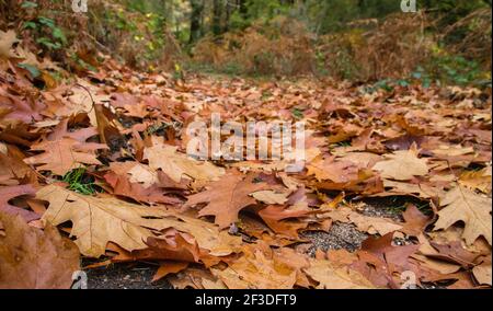 Quercus rubra rote Eiche herbstlich gefallene Blätter im Laubwald Stockfoto