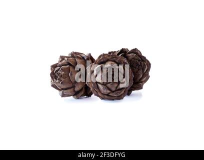 Pinienkerne und reifer Tannenzapfen auf weißem Hintergrund. Reife Tannenzapfen isoliert auf weißem Hintergrund. Pine Kegel kopieren Platz für Text. Stockfoto