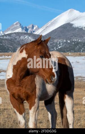 Colorado, Westcliffe, Music Meadows Ranch. Malen Pferd mit Rocky Mountains in der Ferne. Stockfoto