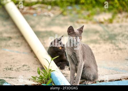 Zwei verschiedene Rassen Katzen sitzen auf im Freien in Sonnenlicht Stockfoto