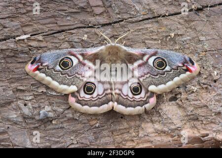 Kleine Kaisermot, Saturnia pavonia Weibchen mit offenen Flügeln, zeigt seine vier Augenspalten Stockfoto
